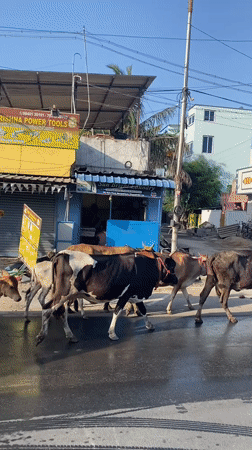 Cattle herd crosses Chennai street as vehicle waits