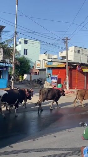 Cattle herd crosses Chennai street as vehicle waits