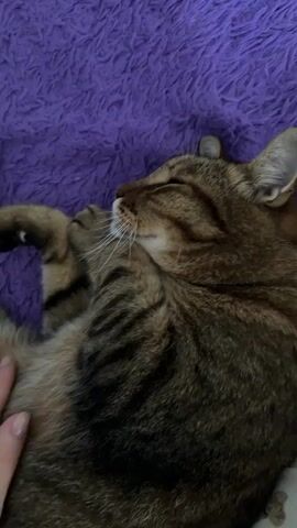 The video shows a close-up shot of a tabby cat sleeping on a fuzzy purple blanket. A human hand with a ring on one finger pets the cat's belly. The cat is curled up, with its paws near its face and its eyes closed. The lighting is soft and warm, suggesting an indoor environment.
