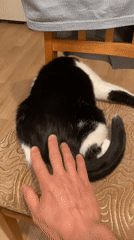 Cat observed lounging and playing in Protvino home