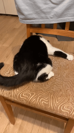 Cat observed lounging and playing in Protvino home