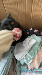 Black cat spotted in domestic morning scenes across Izhevsk