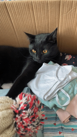 Black cat spotted in domestic morning scenes across Izhevsk