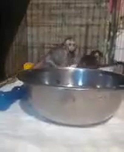 Small animals observed in cages in Thailand