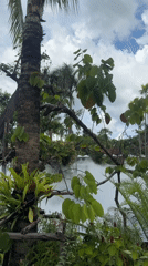 Tropical landscape with palm trees recorded in Thailand