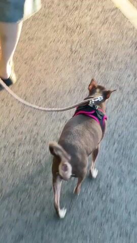 A small brown dog with a pink harness is walking on an asphalt surface, possibly a road or parking lot, on a leash. The dog is moving away from the camera. The sun is shining brightly, creating long shadows. In the background, there are trees, a building, and streetlights. The overall scene suggests an outdoor environment during the daytime.