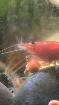 Red cherry shrimp and a cat, up close at home
