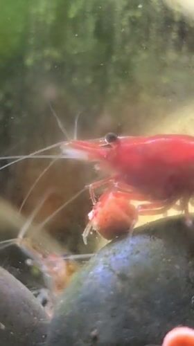 Red cherry shrimp and a cat, up close at home