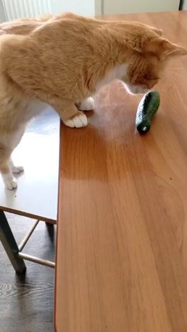 An orange cat is standing on a chair next to a wooden table. A small cucumber is on the table. The cat leans over the table, sniffing the cucumber. It then bats at the cucumber with its paw, before lowering its head to sniff it again.