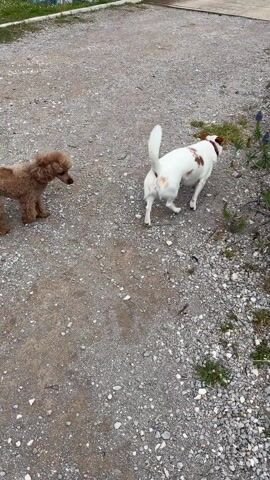 Two dogs are on a gravel path. One dog is a light brown poodle, and the other is a white and brown Jack Russell mix. The poodle is sniffing the ground while the Jack Russell stands at attention, watching. Both dogs are wearing collars. A small patch of grass is on the right, next to a wood border with vegetation behind it. The wooden bridge is visible in the background to the left.