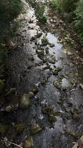 This media file captures a high-angle shot of a shallow, rocky stream flowing through a wooded area. The stream bed is filled with numerous stones of varying sizes, many of which are partially submerged in the clear, dark water. The water appears to be flowing at a moderate pace, with small ripples and eddies forming around the rocks. The banks of the stream are densely vegetated with lush green trees and foliage, suggesting a natural, wild environment. Sunlight filters through the trees, dappling the water and rocks, indicating it is daytime. The overall impression is one of tranquility and natural beauty, with the sounds of the flowing water likely providing a soothing ambiance. There is no visible text in the media file.