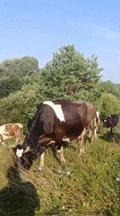 Cattle herding and wildflower close-ups in rural Karsha, Russia