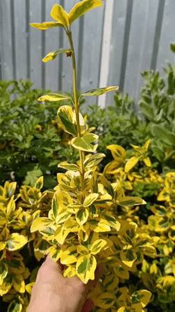 Morning garden documentation captures blooming flowers in Ostrogorka, Russia