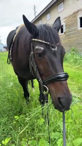 The video shows a dark brown horse with a bridle and saddle grazing on grass. The horse is standing in a grassy area with a wooden building in the background. The building appears to be a stable, with several open windows visible. The horse is the central focus of the video, and its head is tilted down as it chews on the grass. The bridle is black leather with silver embellishments on the browband. The saddle is also black. The grass is tall and green. The lighting is natural, suggesting it is daytime. The overall scene is pastoral and peaceful.