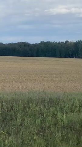 This is a static shot of a field of dry wheat or hay with a line of trees in the background under a cloudy sky. In the foreground, there is a patch of green grass and wildflowers. The camera does not move and no people or animals are visible. The scene appears to be an agricultural landscape.