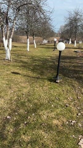 The video shows a sparse orchard on a sunny day. The trees have bare branches and their trunks are painted white near the base. The ground is covered with a mix of green grass and brown leaves. There are several black lampposts with white globe lights positioned down the center of the orchard. In the background, some small buildings and trees are visible. The camera is static.