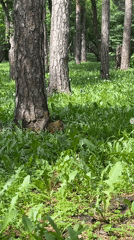 Squirrel foraging and traffic accident documented in Yekaterinburg
