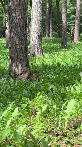 Squirrel foraging and traffic accident documented in Yekaterinburg