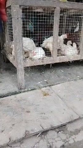 A flock of white chickens is housed in a wooden cage with wire mesh. The cage is elevated on wooden legs and sits on a concrete surface. The chickens are clustered together, some appear to be resting or roosting. The environment appears to be an outdoor market or farm setting. The lighting is dim, suggesting it is either early morning, late evening, or an overcast day.
