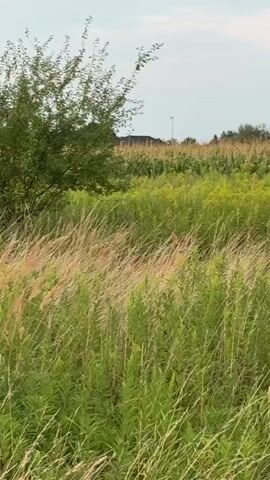 A long shot video shows a field of tall green grass and some brown grass in the foreground. In the background, there is a cornfield with a tree and some houses. The sky is overcast. The video is still with no movement.