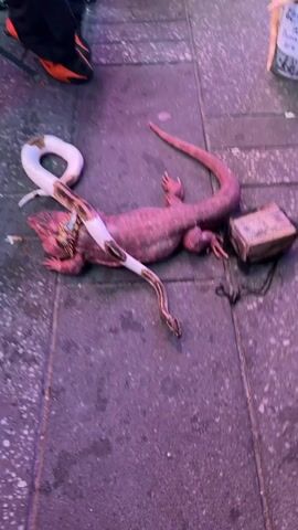 A snake is coiled around a reptile on a concrete surface, illuminated by purple light. The snake's head is in the foreground, while the reptile's body extends into the background. The reptile appears to be a lizard, possibly a monitor lizard, with scaly, purplish skin. The snake is white with brown and black markings. A small, open cardboard box is positioned next to the reptile's rear end. A black cord is attached to the box. The concrete surface is wet and reflects the purple light. The scene is possibly outdoors, given the lighting and ground texture, and appears to be a public space.