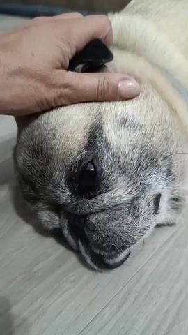 A close-up, head-on shot shows a person's hand gently stroking a pug's head as the dog lies on a light-colored floor. The pug's face is turned to the side, with its eyes closed and mouth slightly open. The dog's fur is a mix of light tan and gray. The floor appears to be made of wood or laminate. The lighting is dim, suggesting an indoor environment. The person's hand is positioned on the top of the pug's head, moving from left to right. The interaction appears affectionate and calm.