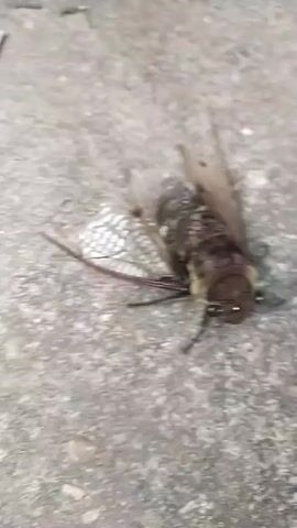 A close-up shot of a large, brown cicada lying on a grey, concrete surface. The cicada is facing the camera, its wings are spread, and its eyes are clearly visible. The surface appears to be a sidewalk or pavement.