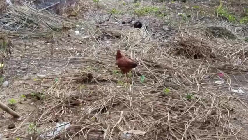 A brown chicken walks through dry grass. Another black chicken is visible in the background. The ground is covered with dry vegetation, dirt, and some debris. The scene appears to be outdoors in a rural or unkempt area.