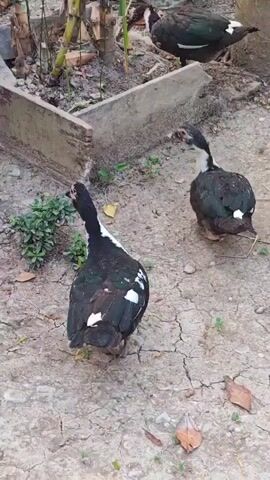 The video shows three Muscovy ducks in an outdoor environment. The ducks are mostly black with white markings on their chests and wings. The ground is dry and cracked, with some scattered leaves and small plants. In the background, there is a concrete structure and a bucket. The ducks appear to be interacting with each other, with two of them facing each other and the third one in the background.