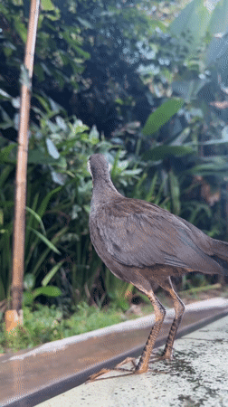 Tourist documents leisurely morning at Indonesian resort property