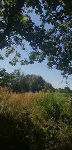 The video shows a low-angle shot looking up through the branches of a large oak tree towards a clear blue sky. The leaves of the tree are dark green and partially obscure the sky. In the middle ground, there is a field of tall grass, with some patches of golden-brown dry grass and other areas of green vegetation. Further in the background, there is a line of trees with denser foliage. The sun appears to be shining, creating dappled light and shadows. The overall impression is of a peaceful, natural outdoor scene on a sunny day. There are no people or animals visible in the video.