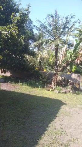 A video clip shows a backyard with a palm tree. The palm tree is in the center of the frame, with its fronds spread wide. The trunk of the palm tree is thick and brown, and it appears to be old. The palm tree is surrounded by lush green foliage, including banana trees and other tropical plants. The ground in the backyard is covered with grass and dirt. The sky is clear and blue, and the sun is shining brightly. The video is filmed from a slightly low angle, looking up at the palm tree. The scene appears to be peaceful and serene.