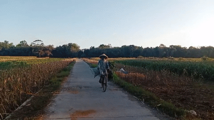 Harvest season along a rural road in Miritpetikusan, Indonesia