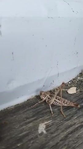 A grasshopper is on a wooden surface. The grasshopper is light brown with dark brown markings. It has six legs and long antennae. The grasshopper is facing left and appears to be walking towards the left side of the frame. The background is a white wall with a gray baseboard. There is some debris on the wooden surface near the grasshopper. The camera is focused on the grasshopper.