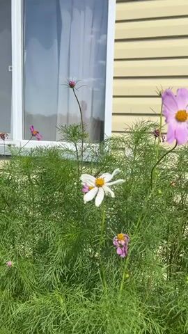 The video shows a close-up view of a bush with several cosmos flowers in bloom. The flowers are in various stages of bloom, with some fully open and others still in bud. The colors of the flowers range from pink to white. The bush is located in front of a house with beige siding and a white window. The sun is shining, and the leaves of the bush appear to be wet, suggesting recent watering or dew. The camera slowly pans across the bush, focusing on the different flowers and their delicate petals. The background is slightly blurred, drawing attention to the flowers in the foreground.