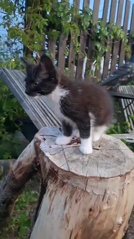 A black and white kitten sits on a tree stump in an outdoor setting. The kitten is small with dark fur on its back and white fur on its chest and paws. It looks to the left and then turns its head to the right, looking at the camera. In the background, there is a wooden fence with vines growing on it, and a wooden bench or chair. There is also a decorative bird statue on the bench. The lighting suggests it is daytime, possibly late afternoon due to the shadows. The environment appears to be a garden or backyard.