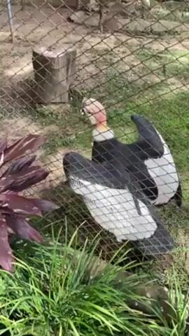 A video shows an Andean Condor in captivity behind a chain-link fence. The condor is standing with its wings spread wide, facing slightly to the left. It has black wings with white patches and a pinkish-red head and neck. The ground inside the enclosure is covered with grass, dirt, and a few small plants, including one with reddish-purple leaves near the fence. A weathered wooden stump is visible in the background. The fence itself is standard chain-link, with metal posts. The lighting is bright, suggesting an outdoor daytime setting. The camera angle is level, showing the condor at eye-level.  The video doesn't show anyone interacting with the bird.