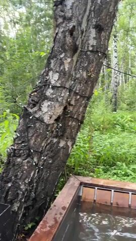 The video pans across a wooden outdoor hot tub filled with water. The tub is surrounded by lush green foliage and trees, with a large tree trunk to the left of the frame adorned with string lights. The camera then tilts down to show a person's bare feet submerged in the water at the bottom of the tub, which is made of wooden planks. Ripples and reflections can be seen on the surface of the water. The scene appears to be a serene natural setting.