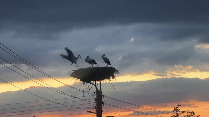 Three storks are perched in a large nest atop a utility pole. The sky is filled with dark clouds, but there is a gradient of orange and yellow light visible on the horizon, suggesting either sunrise or sunset. Power lines are visible crisscrossing the frame in front of the sky and nest. One stork on the left is partially in motion, appearing to be either landing or taking off, with its wings extended. The other two storks stand still within the nest, one facing left and the other facing right.