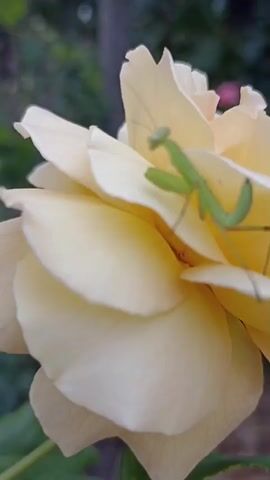 A praying mantis is perched on the petals of a light yellow rose. The mantis is green and has its front legs raised. The rose petals are soft and slightly ruffled, and the background is blurred green foliage. The video captures the mantis as it remains stationary on the flower.
