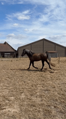 Brown horse grazing across a dry field in Mouscron