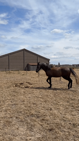 Brown horse grazing across a dry field in Mouscron