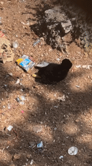 Chickens forage among debris in coastal Fethiye, Turkey