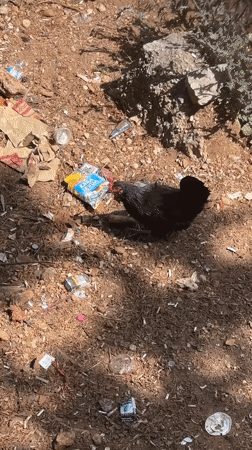 Chickens forage among debris in coastal Fethiye, Turkey