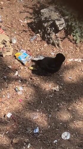 Chickens forage among debris in coastal Fethiye, Turkey