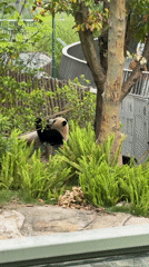 Late-night panda watching at Chengdu breeding base