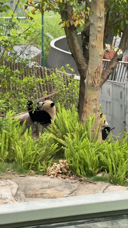 Late-night panda watching at Chengdu breeding base