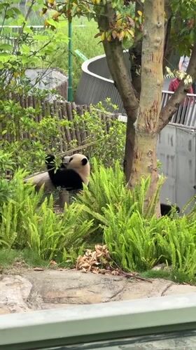 Late-night panda watching at Chengdu breeding base