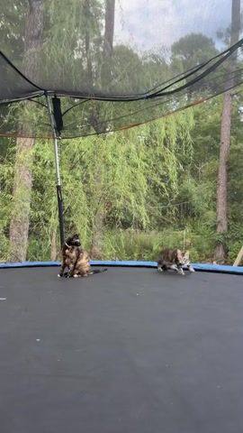 A calico cat sits on a trampoline while a tabby kitten walks toward it. The kitten is then petted by a human hand. The trampoline is outdoors, surrounded by trees.