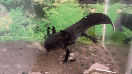 Dark axolotl observed in decorated aquarium tank in La Paz
